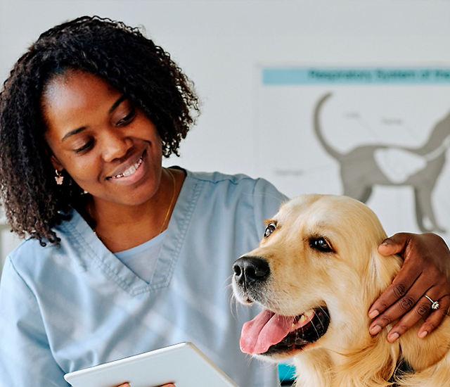 A veterinarian wearing light blue scrubs looks fondly at a Golden Retriever while holding a tablet. The dog appears happy, with its tongue out. In the background, there's a blurred diagram of animal anatomy, suggesting a veterinary setting. The woman gently holds the dog, indicating a caring interaction between the veterinarian and her patient.