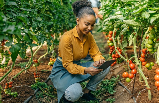A woman using a tablet in a tomato garden.