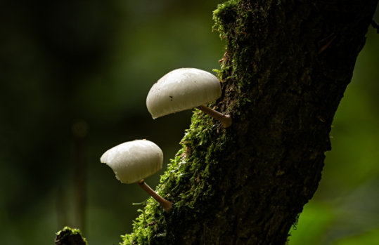 Cover image from the 2024 Environmental Sustainability Report PDF featuring mushrooms on a mossy tree branch.
