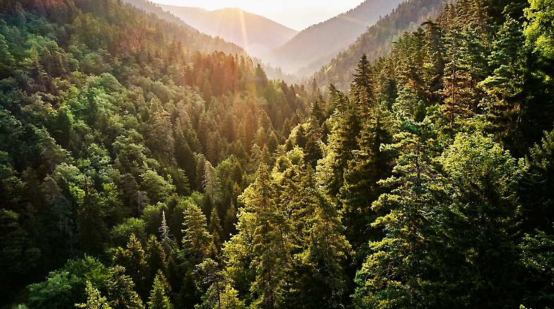 View of a mountain ridge fully covered with trees.