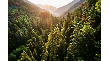 Utsikt mot en fjellrygg fullstendig dekket av trær.