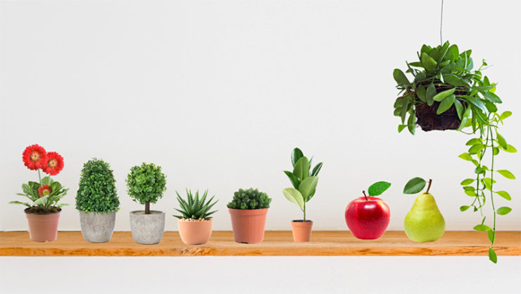 植物と果物