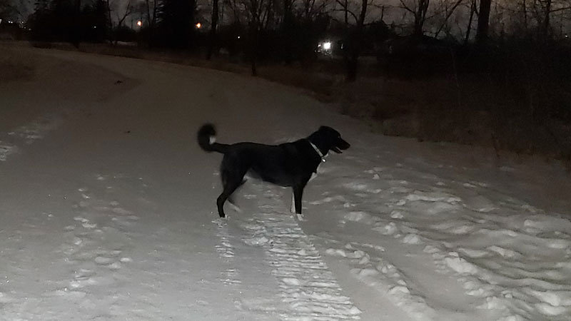 Deanna LaJambe's dog, Luna on snowclad street