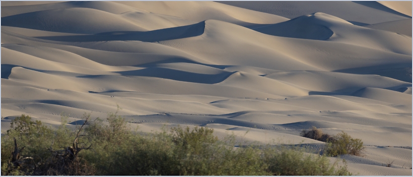 A vast expanse of sand dunes with undulating patterns under a clear sky, and some sparse vegetation in the foreground.