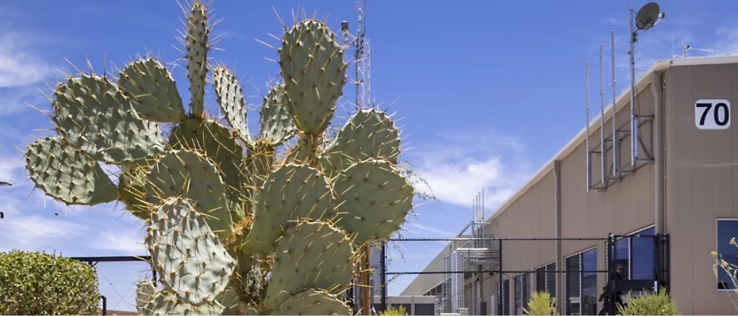 A large cactus stands in front of a fenced industrial building with the number 70 on its wall.