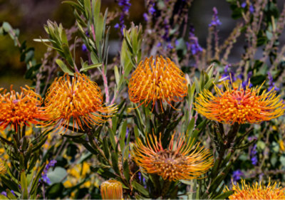 Fleurs de scabieuse d’un orange éclatant au milieu d’un feuillage vert.