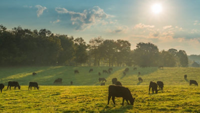 Kühe, die an einem klaren sonnigen Tag auf einer großen Wiese grasen. Im Hintergrund ist eine Baumreihe zu sehen.