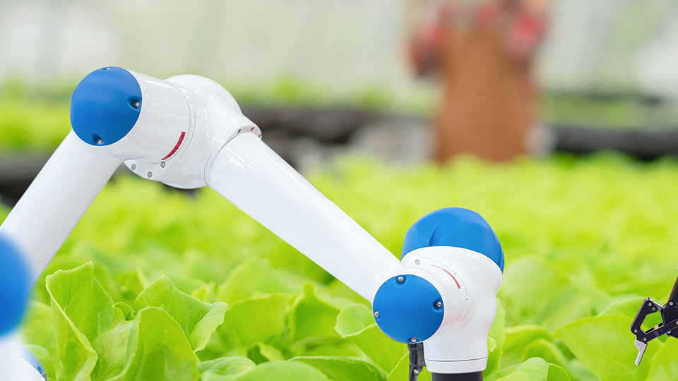Automatic robot mechanical arm working on hydroponic crops, a woman holding a tablet on a blurred background