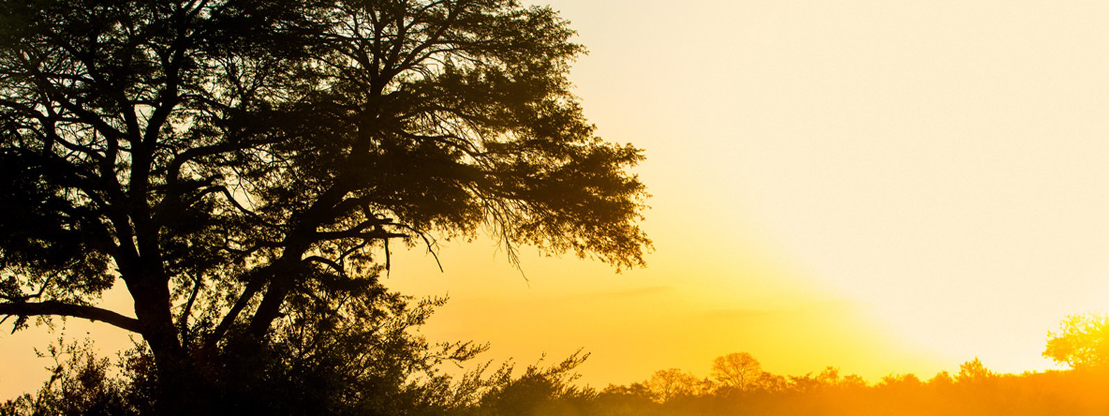 Sonnenaufgang in Steppe mit Baum