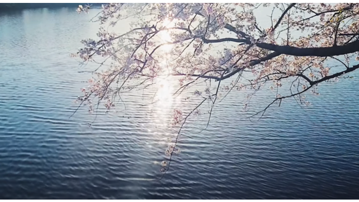 背景の川と木の肖像画