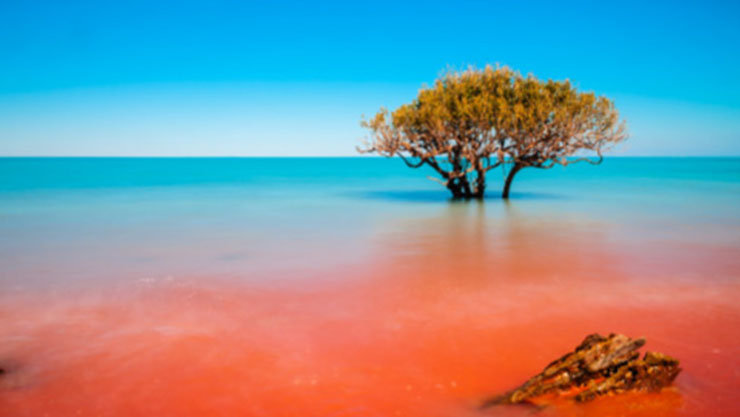 high ocean water levels and a sunken tree