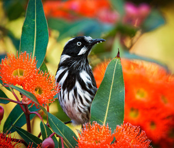 a black and white bird sitting on the tree having flowers