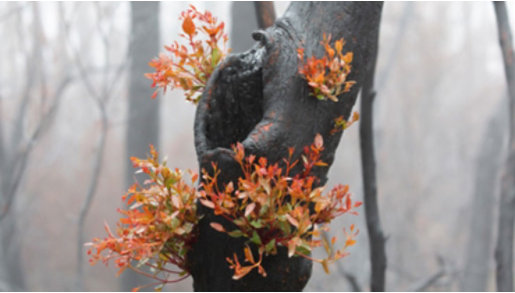 a burnt tree with new leaves growing from it