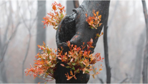 a burnt tree with new leaves growing from it