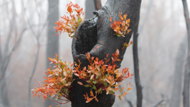 a burnt tree with new leaves growing from it