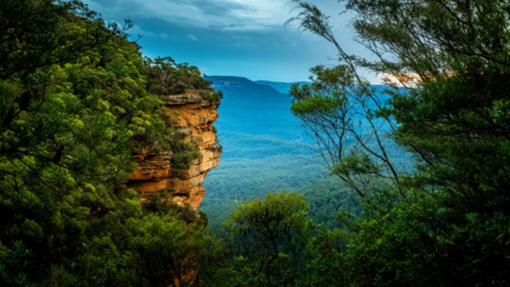 View of the ocean from within the bush