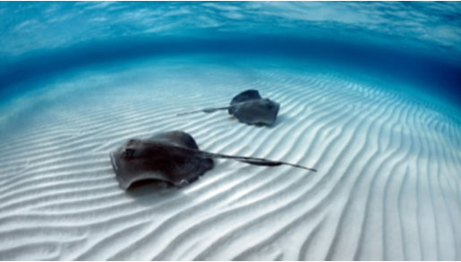 A high angle photo of two stingrays on the bottom of the sea floor