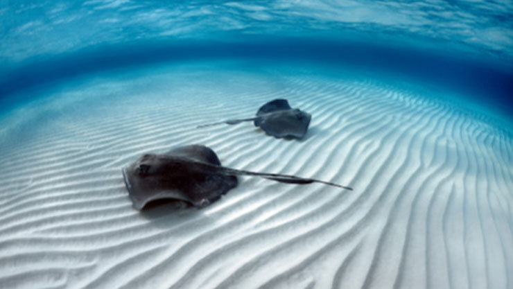 Two stingrays on the bottom of the sea floor