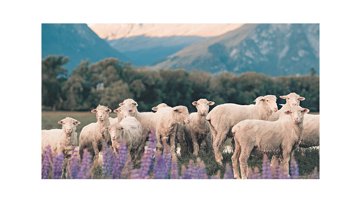 Sheep in New Zealand with mountains behind