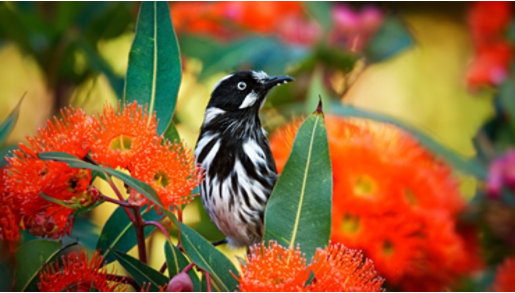 A black and white bird