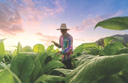 A farmer using a mobile phone with an AI-powered chatbot interface, providing agricultural advice, set against a background of rural farmland.