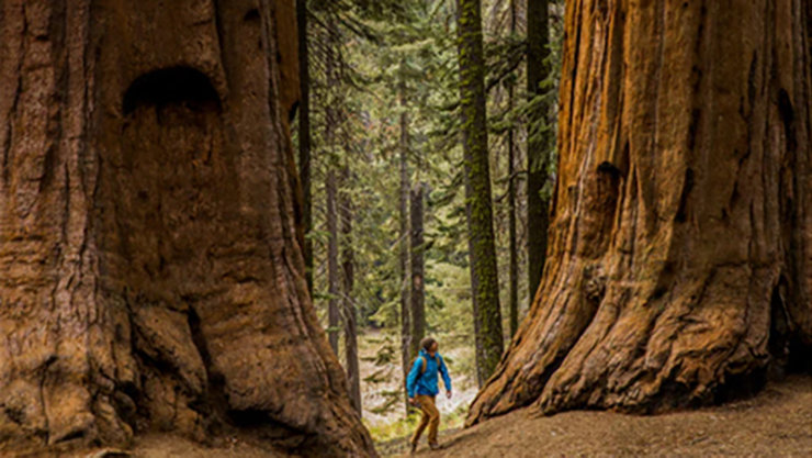 2 large trees with person inbetween