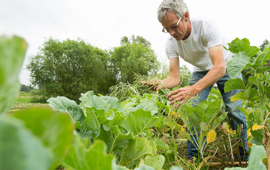 Farmer bent over checking crops along the rows of his leafy greens garden 