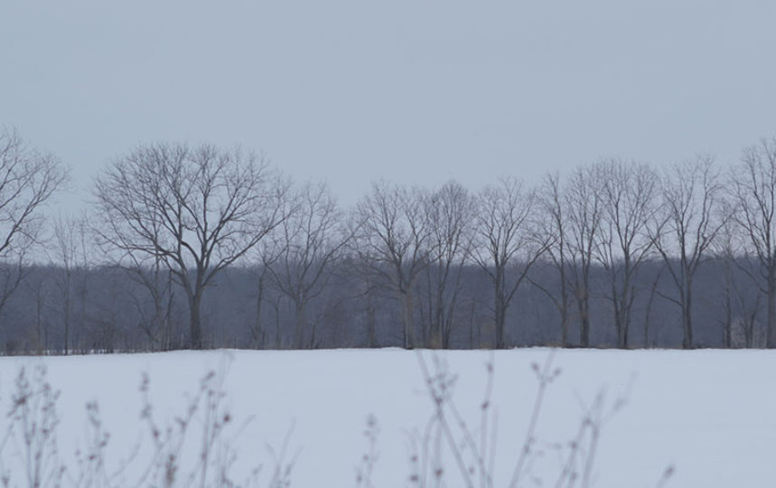 Landscape of a snowy field lined with trees in the middle of winter