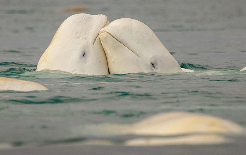 pod of beluga whales snuggling above water line