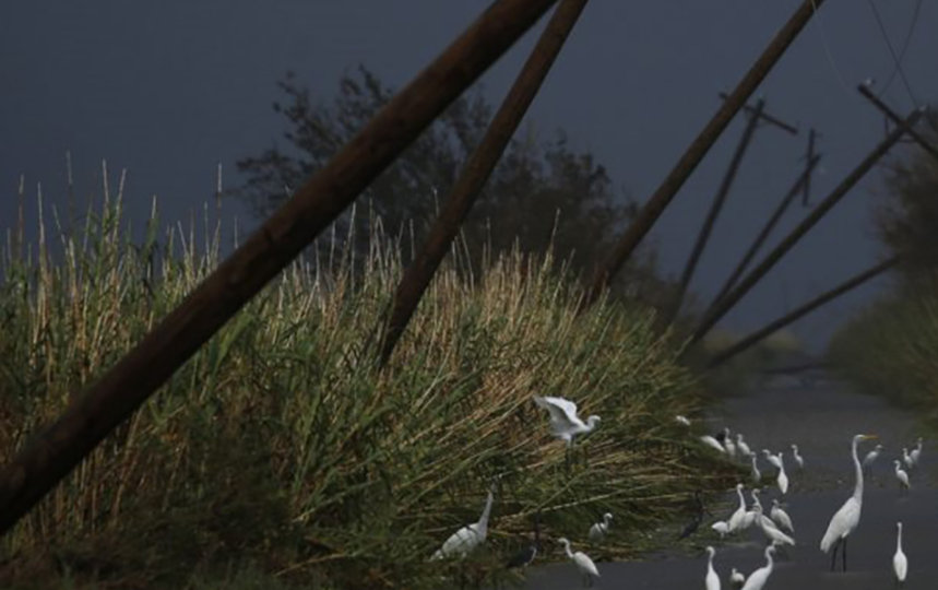 Photo showing birds walking on a pathway, with telephone poles leaning sideways above and a stormy, dark sky.