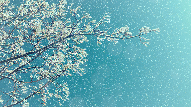 雪が積もった木の枝