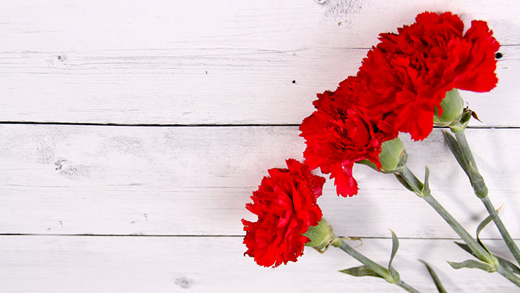 青い枠線付きの白い木製の表面に置かれた、緑の茎が付いた新鮮な赤いカーネーションの花束。