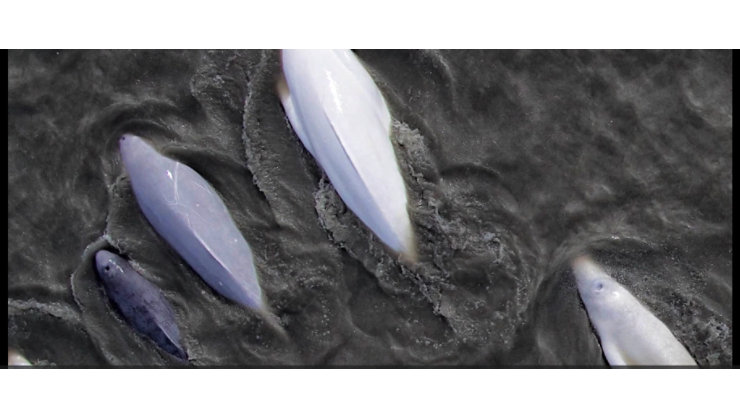 Aerial photo of a pod of five whales coming up for air