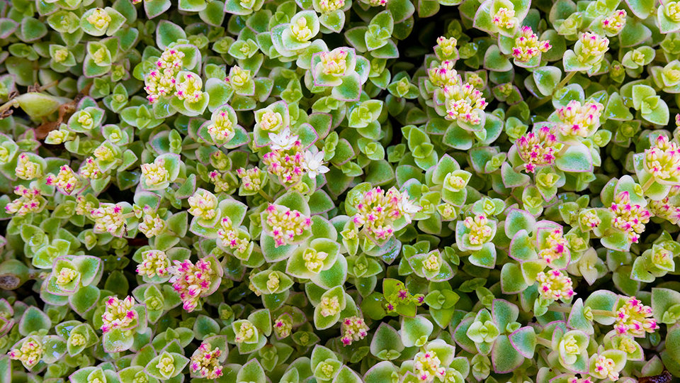 A crassula pellucida creeping succulent, also known as string of spades, is showing its flowers