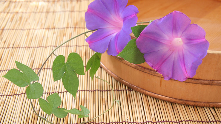 あさがおの花