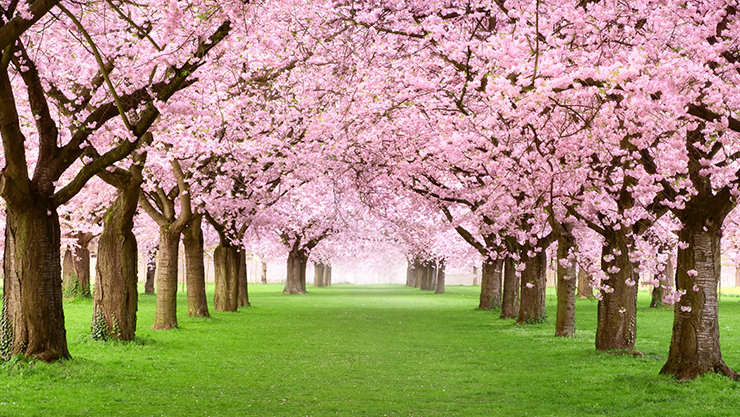 両脇に満開の桜の木