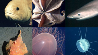 さまざまな種類の魚のコレクション