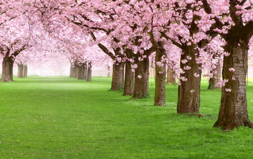 桜並木の風景