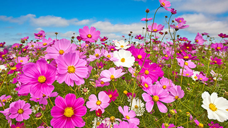 コスモスの花