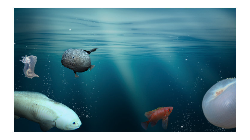 深海・海洋研究