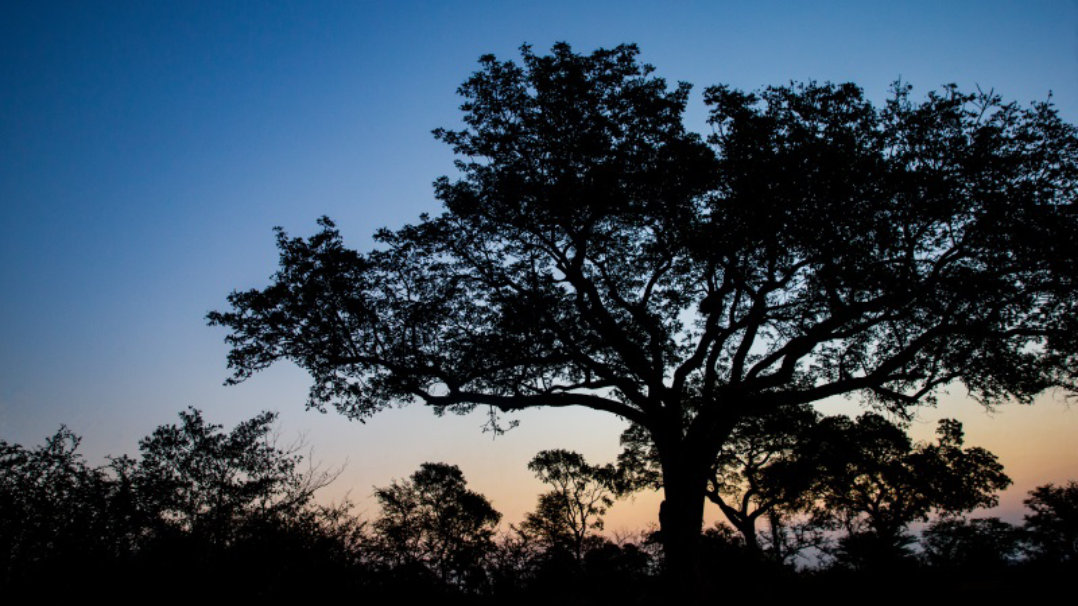 夕方の樹木のある風景のイメージ