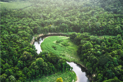 曲がりくねった川とその周囲の豊かな森の空中からの眺め