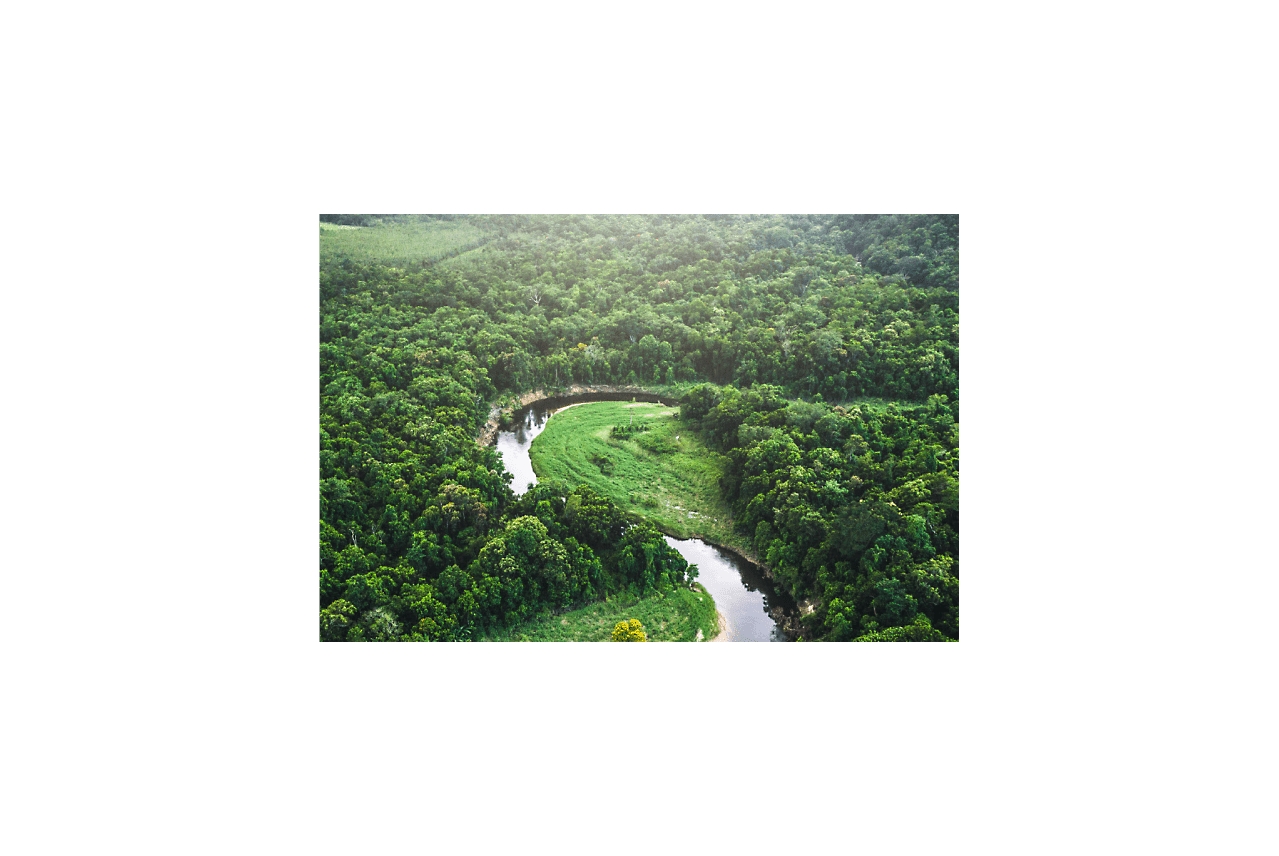 一條蜿蜒河流和周遭茂密森林的鳥瞰圖