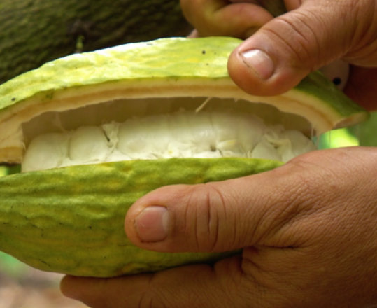 Close-up of a person’s hands as they open a cacao pod.