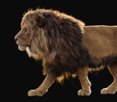 黒い背景に対して、太いたてがみを持つライオンが歩いています。